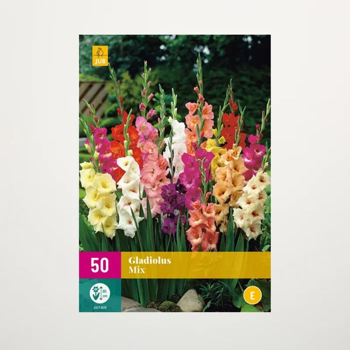 Gladiolen Mix – 50 Knollen