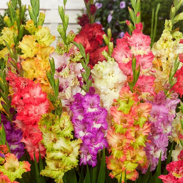 Gladiolen Ruffled Mix Bestellnummer 5505376