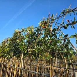 Glansmispel als Spalierbaum (Photinia fraseri ‚Red Robin‘) JETZT EXTRA GÜNSTIG