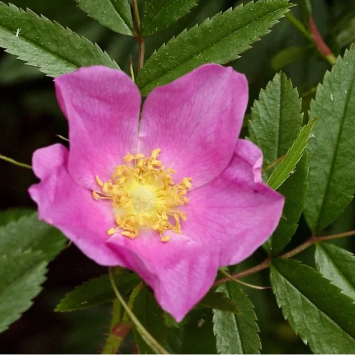 Glanzrose
