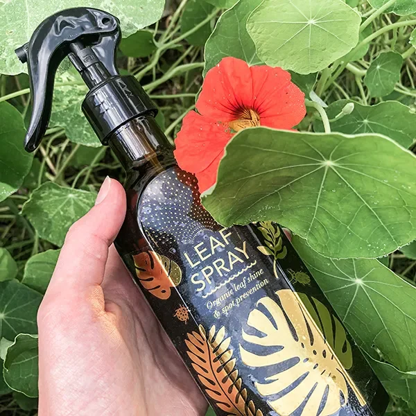 Glas-Sprühflasche für Pflanzen – 250ml