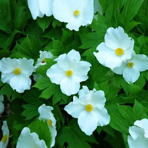 Glaucidium Palmatum Leucanthum