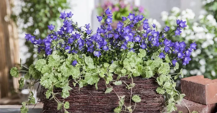 Glechoma hederacea