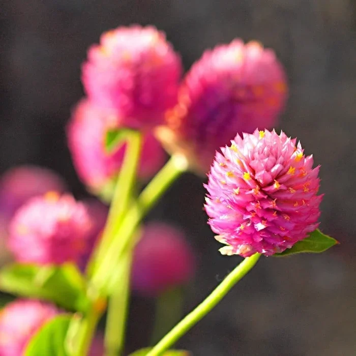 Globe Amaranth ‚Raspberry Cream‘