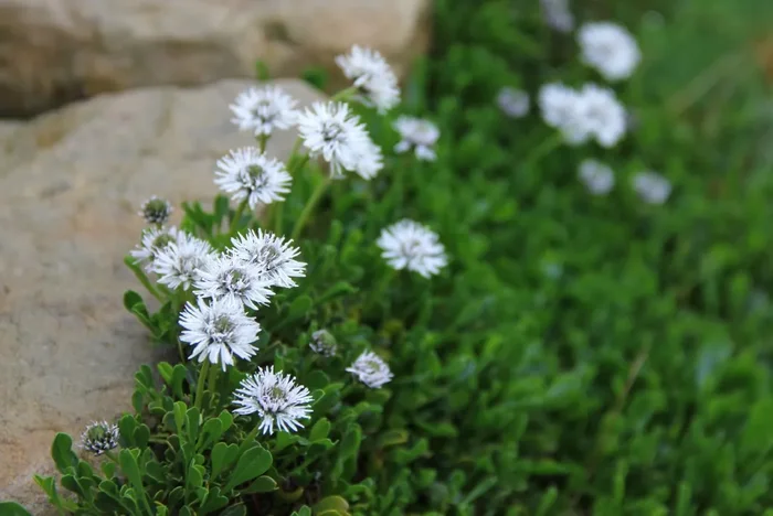 Globularia cordifolia ‚Alba‘ (Garten-Kugelblume)