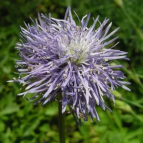 Globularia Tricosantha