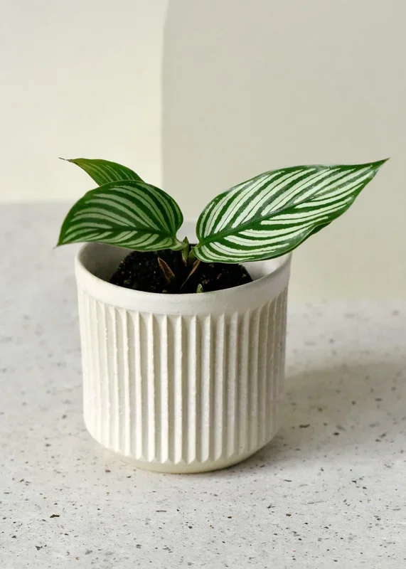 Goeppertia (Calathea) Vittata Baby