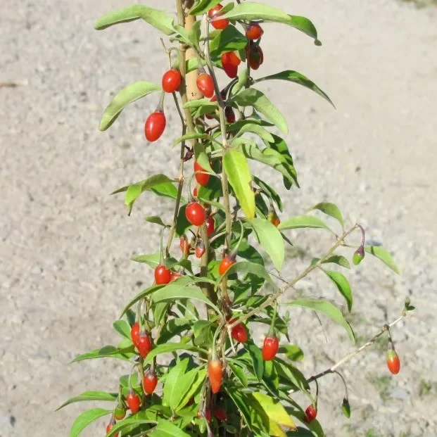 Goji Beere / Gemeiner Bocksdorn – Lycium barbarum