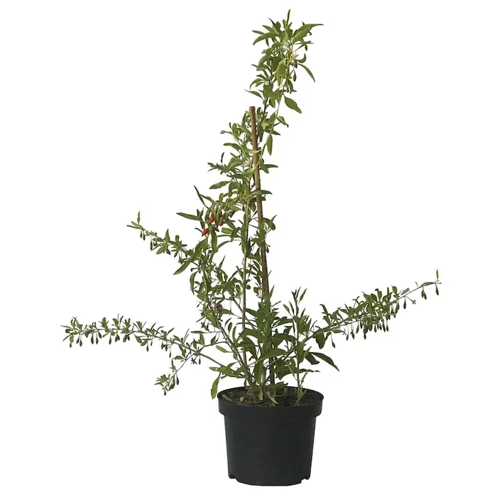 Goji Big Lifeberry ® Lycium barbarum