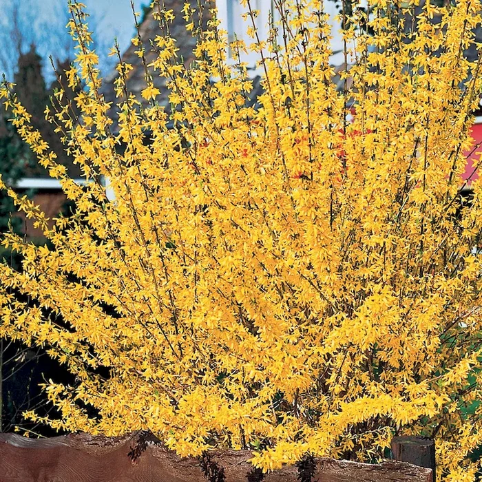 Gold-Forsythie Lynwood Gold – Bestellnummer 3302367