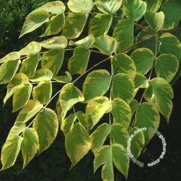 Goldbunter Teufelsstab (Aralia elata ‚Aureovariegata‘)