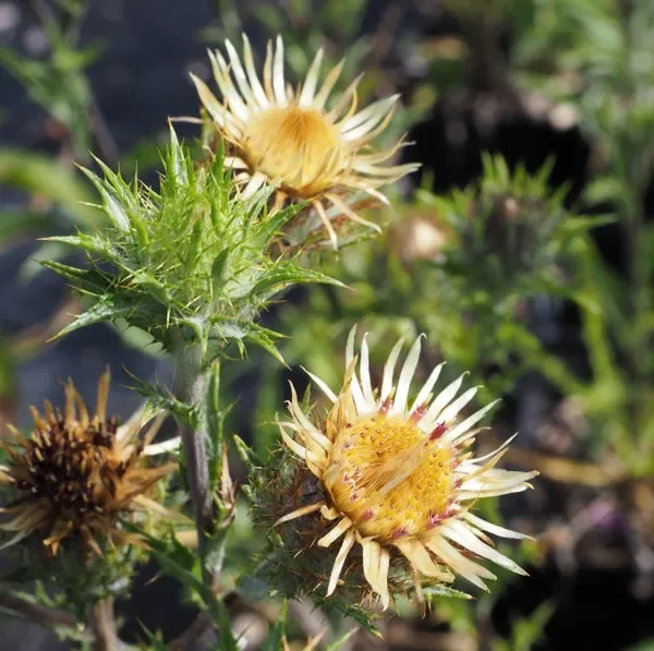 Golddistel (Carlina vulgaris) „Bio“