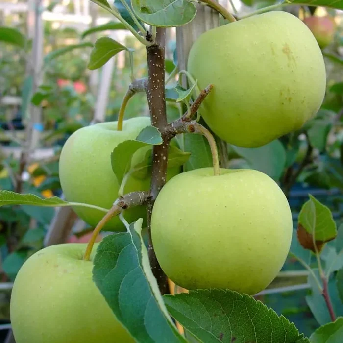 Golden Delicious Winterapfel