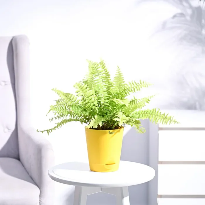 Golden Fern Plant