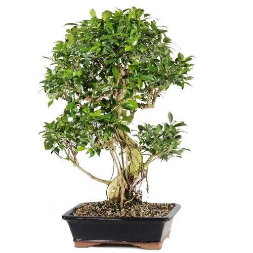GOLDEN GATE FICUS – ST9122GGF-D