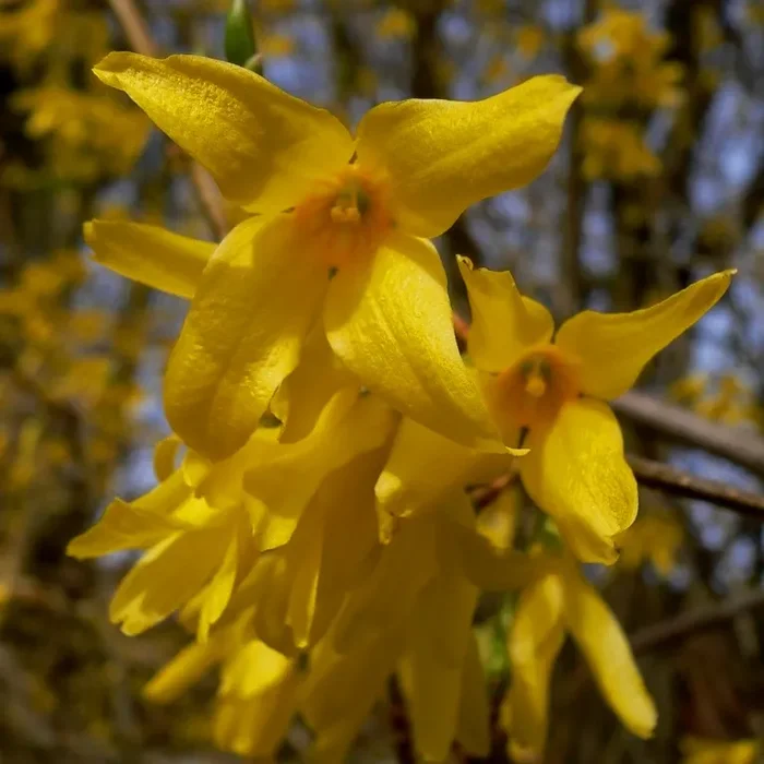 Goldglöckchenstrauch Spectabilis – Forsythie