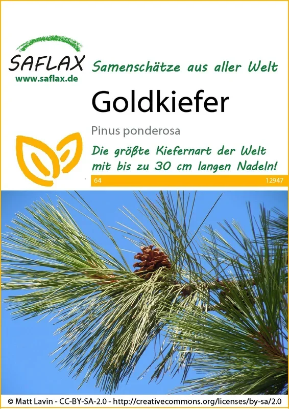 Goldkiefer