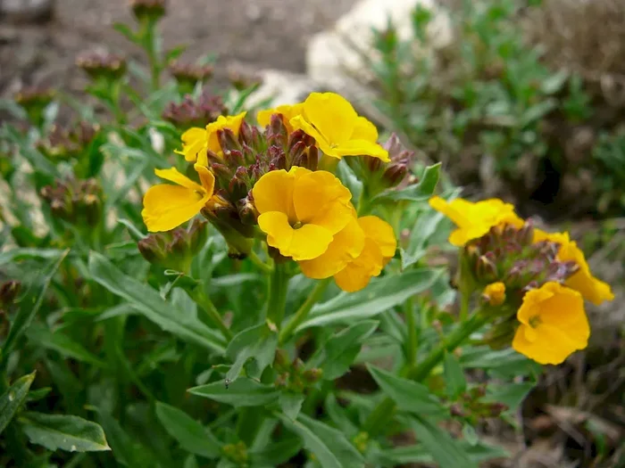 Goldlack, Erysimum cheirii