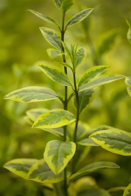Goldliguster-Hecke