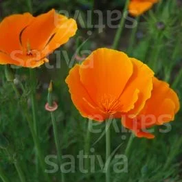 Goldmohn – Einjährige Blume