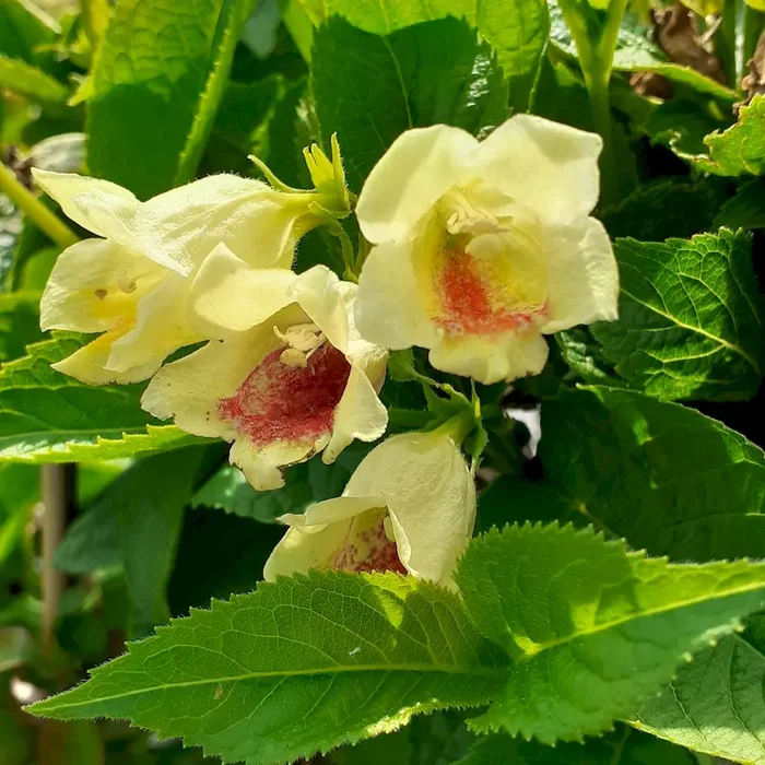 Goldweigelie – Weigela middendorffiana