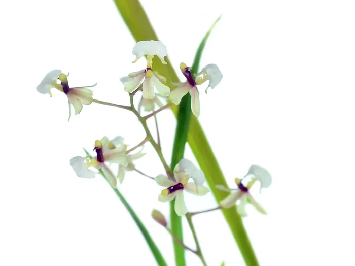 Gomesa radicans (5 cm Topf)