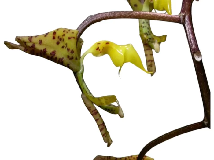 Gongora galeata