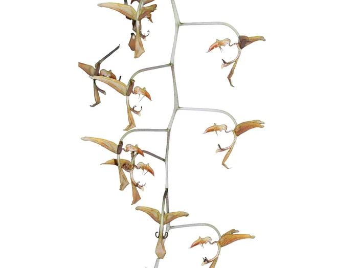 Gongora gratulabunda