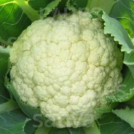 Goodman – Blumenkohl