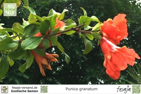 Granatapfel, Punica granatum