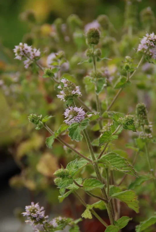 Grapefruitminze – Mentha suaveolens x piperita