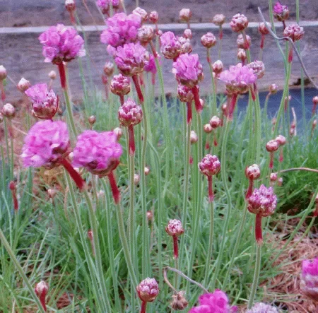 Grasnelke (Armeria maritima) „Bio“