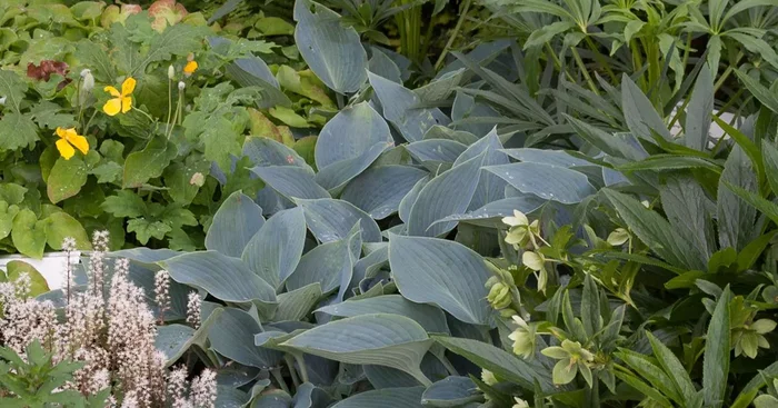 Graublaue Funkie ‚Halcyon‘
