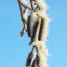 Graue Erle, Waldpflanzensorte (Alnus incana)