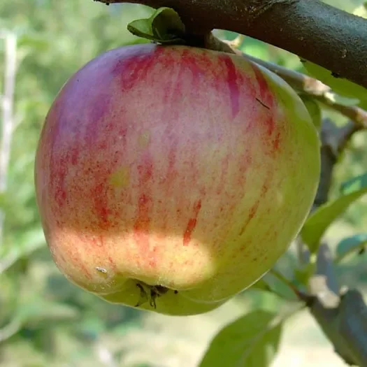 Gravensteiner Herbstapfel saftig süß duftend Hochstamm 180 cm Stamm wurzelnackt Sämling