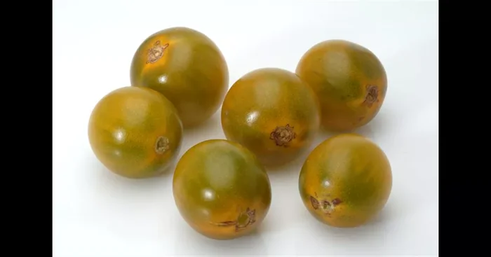 Green Grape