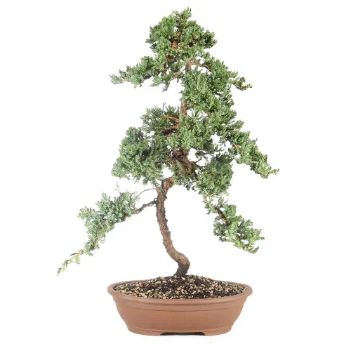 Green Mound Juniper – ST6224GMJ-H