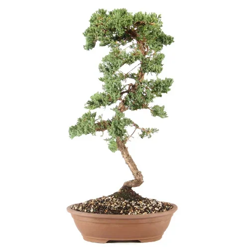 Green Mound Juniper – ST6224GMJ-P