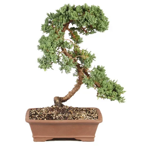 Green Mound Juniper – ST6324GMJ-S