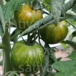 Green Zebra – Fleischtomate