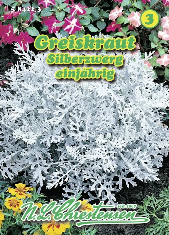 Greiskraut Silberzwerg [MHD 01/2026]