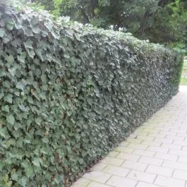Großblättriger Efeu Hecke x5 x 5