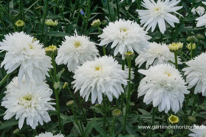 Großblumige Garten-Margerite ‚Eisstern‘
