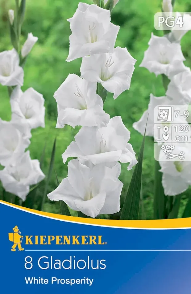 Großblumige Gladiole White Prosperity