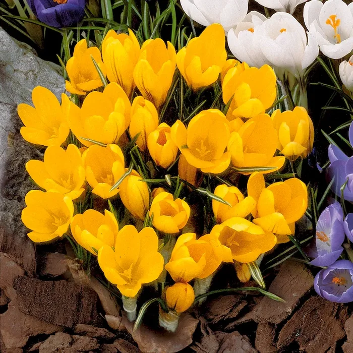 Großblumige Krokusse, goldgelb Bestellnummer 5508738