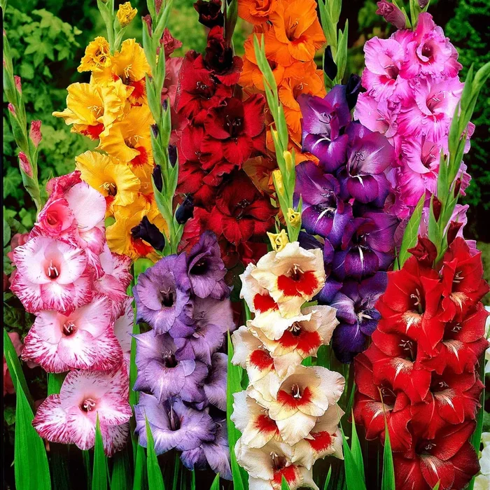 Großblütige Gladiole Mischung (x50)