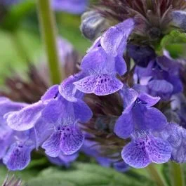 Großblütige Katzenminze (Nepeta kubanica) Neptune