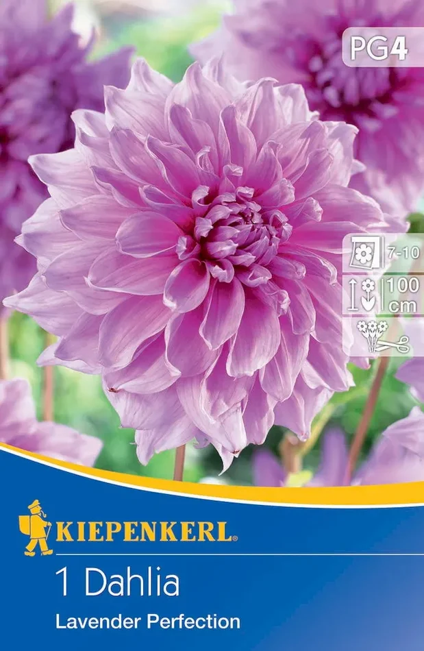 Großblütige Schmuckdahlie Lavender Perfection