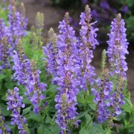 Großblütiger Salbei (Salvia nemorosa) Marvel Sky Blue