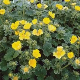 Großblütiges Fingerkraut (Potentilla megalantha)